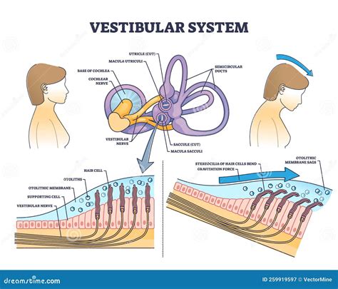 Diagramă a celor trei sisteme care susțin mersul normal: vestibular, vizual, proprioceptiv