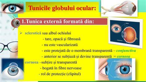 Imagine infografic despre dezvoltarea vederii la sugari si semnele de alarma