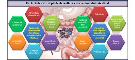 Infografic: „Calea nutrientilor din alimente la nivel intestinal si factorii care afecteaza absorbtia”