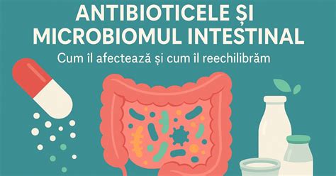 Diagramă a florei intestinale și a efectelor antibioticelor asupra ei