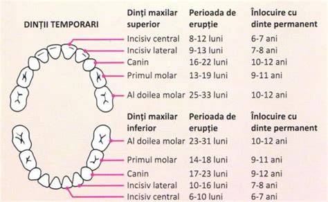 Infographic: Etapele eruptiei dentare la bebelusi si varstele aproximative