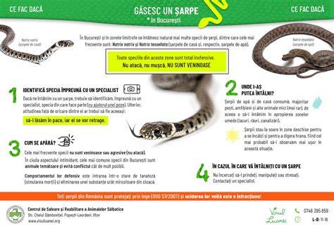 Infografic: raportul corect dintre lapte praf și apă folosind cupa din cadrul cutiei