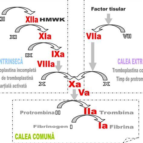 Infografica: Calea intrinseca si comuna a coagulării