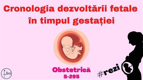 Infografic: cronologia dezvoltării fetale in primul trimestru