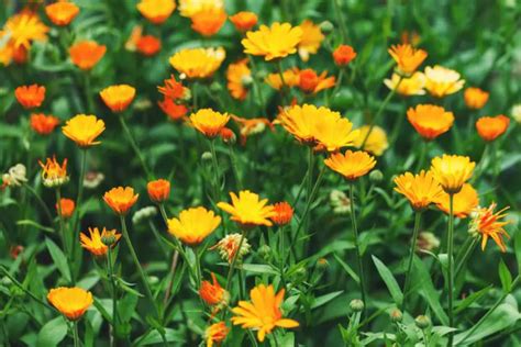 Harta culturilor de plante medicinale în România