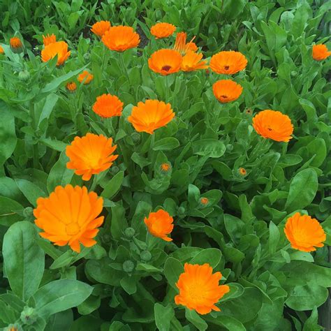 Ilustrație a plantei de gălbenele