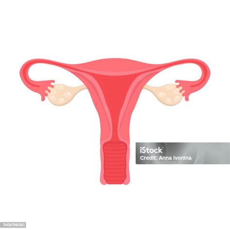 Ilustrație schematică a trompelor uterine, a ovarului și a uterului