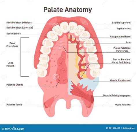 schemă anatomică palat dur și val palatin