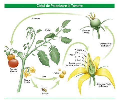 schema inflorire si polenizare la tomate