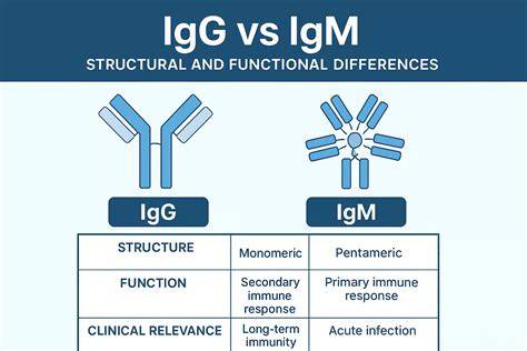 Infografie despre transferul IgG prin placentă și diferența IgG vs IgM