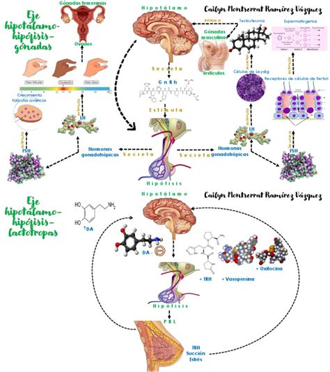Infografie: Mechanismele hipotalamo-hipofizo-gonadale