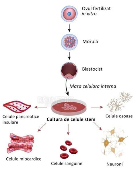 Diagramă a procesului de diferențiere a celulelor stem către celule specializate
