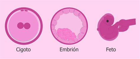 Infografic: Evoluția termenilor de la zigot la embrion la făt