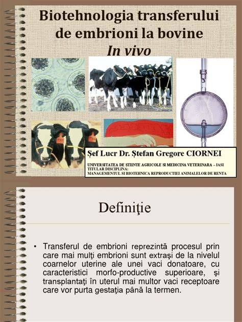 Infografic: etapele transferului de embrioni în bovine și factorii de succes