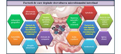 Infographic: ciclul vieții microbiomului intestinal la sugar