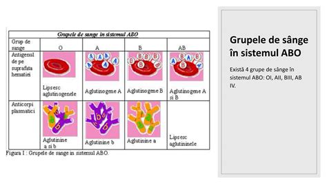 Infografic: conexiuni intre nutrienti, vase sanguine si potență