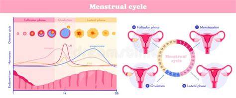 Infografic: ciclul postpartum, timp de refacere a uterului, lactația și ovulația