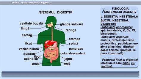 Schema digestiei la sugari