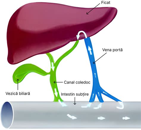 Tranziția dintre etapele digestiei