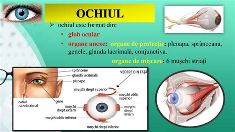 Infografic - Mecanismul acțiunii carbocisteinei și schema dozaj