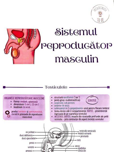 Infographic: Schematic reproductiv masculin, căi de secreție și posibile obstacole