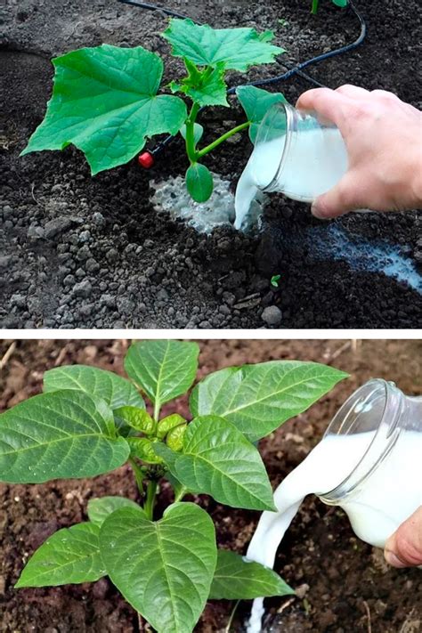 Diagramă: cum poate trece compusii din plante în lapte