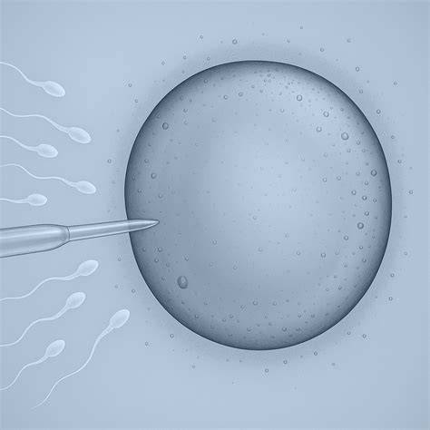 Diagramă: diferența între contact vaginal superficial și inseminare intrauterină