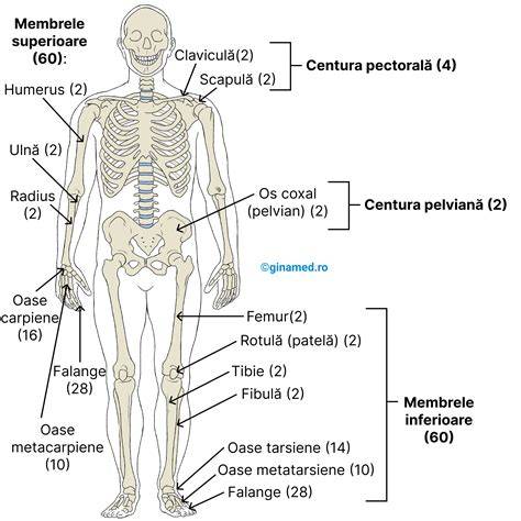 Schema pozitionării centurii în sarcină: centura de șold sub burtă, diagonală între sani