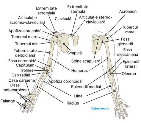 Infografic:Schema bazin drept cuprinde stramtoarea superioara, escavatia si stramtorile inferioare