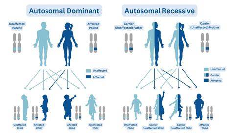 Infografic - tipuri de moștenire genetică: autosomal dominant, autosomal recessive, X-linked, mitocondrial