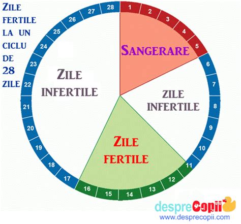 Schema ferestrei fertile într-un ciclu de 28 de zile