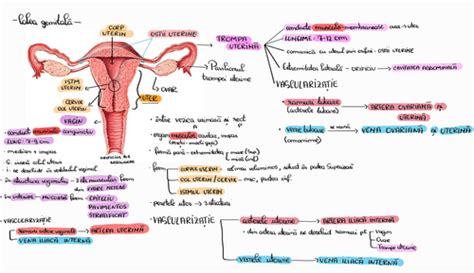 Infografic despre trompele uterine, drumul ovulului si spermatozoidului