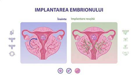 Infografic: Cronologia implantării embrionare