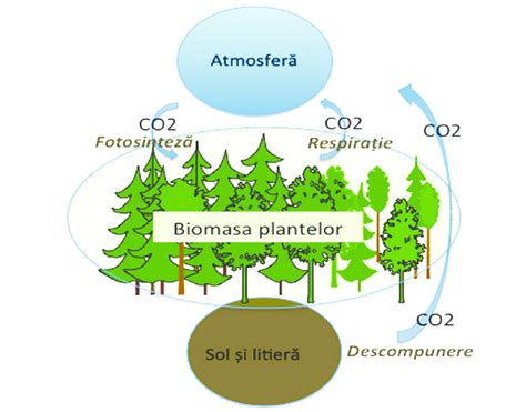 Diagrama ciclului materiei organice în sol