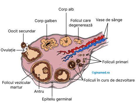 Grafic aparat reproducător cu mesaj „I ovary acted”