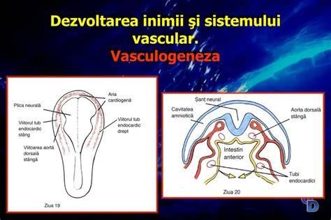 Diagramă: dezvoltarea tubului neural, inimii si a structurilor embrionare (saptamanile 6-8)