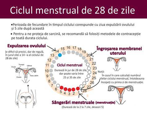 Infografic despre drumul spermatozoizilor spre ovul, ovulație, fecundare și implantare