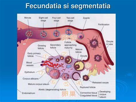 Diagramă: repartiția țesuturilor în blastocist (ICM, trofectoderm, cavitate)