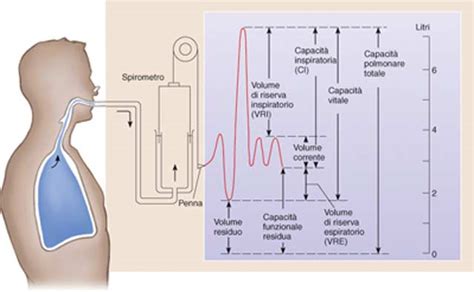 grafic spirometrie