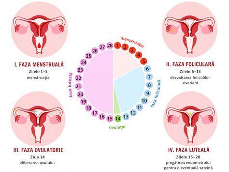 Infografic: Faze ale ciclului menstrual si fereastra fertila