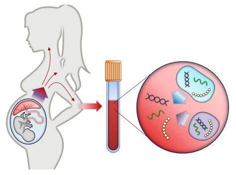 Schema screening prenatal: dublu/triplu test