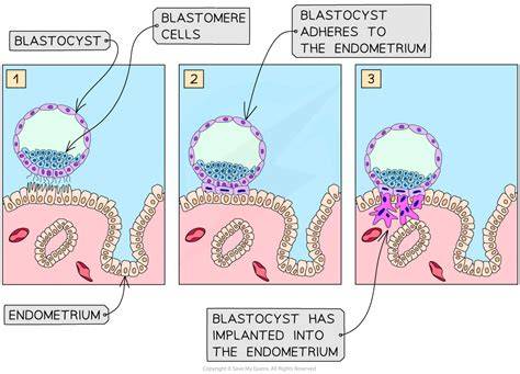 diagram_email_blastocist_implantare.png