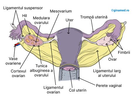 Imagine: sistem DIU, reprezentare schematică a steriletului în uter