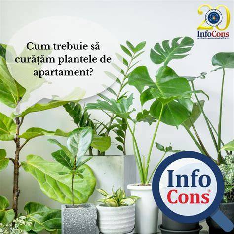 Infografic: Cum acționează plantele ayurvedice în menopauză