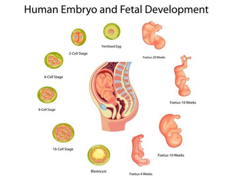 Infografic: Etapele dezvoltării embrionare și fetal