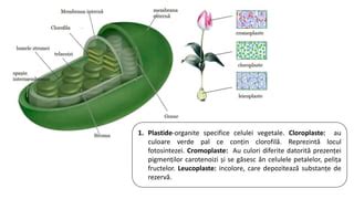 Infografic: Clasificarea plastidelor în plante (cloroplaste, cromoplaste, leucoplaste) și relația lor funcțională