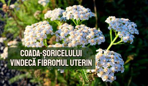 Infografic despre coada soricelului: componente, utilizări și precauții