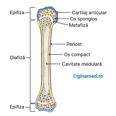 suprafață curbată și ergonomică a cântarului