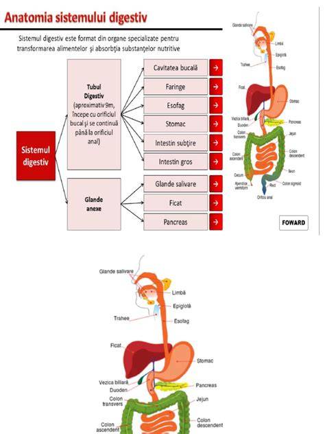 Infografie: cronologia dezvoltării sistemului digestiv la bebeluși