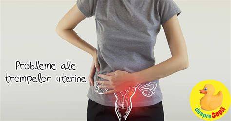 Ghid vizual: etapele conceptiei si rolul trompelor uterine